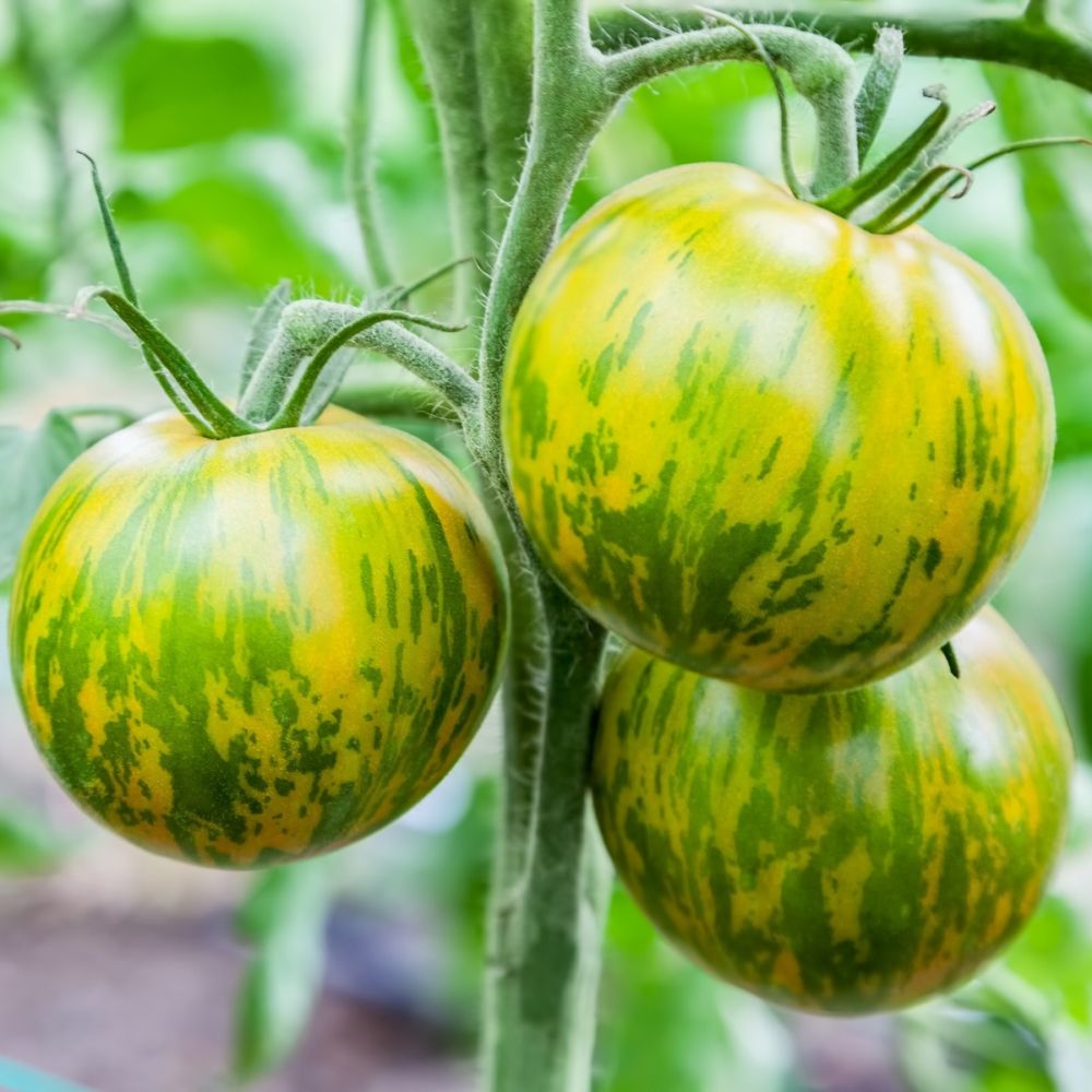 Tomate - Gamm vert